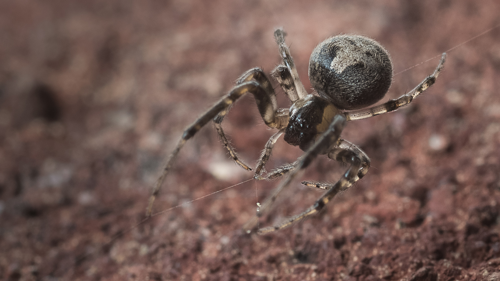 Canon EOS 100D (EOS Rebel SL1 / EOS Kiss X7) + Canon EF 100mm F2.8 Macro USM sample photo. Spider spinning a web photography