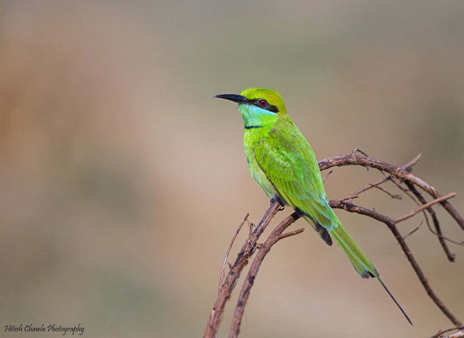 Canon EOS 6D + Canon EF 100-400mm F4.5-5.6L IS USM sample photo. Portrait... green bee eater... photography