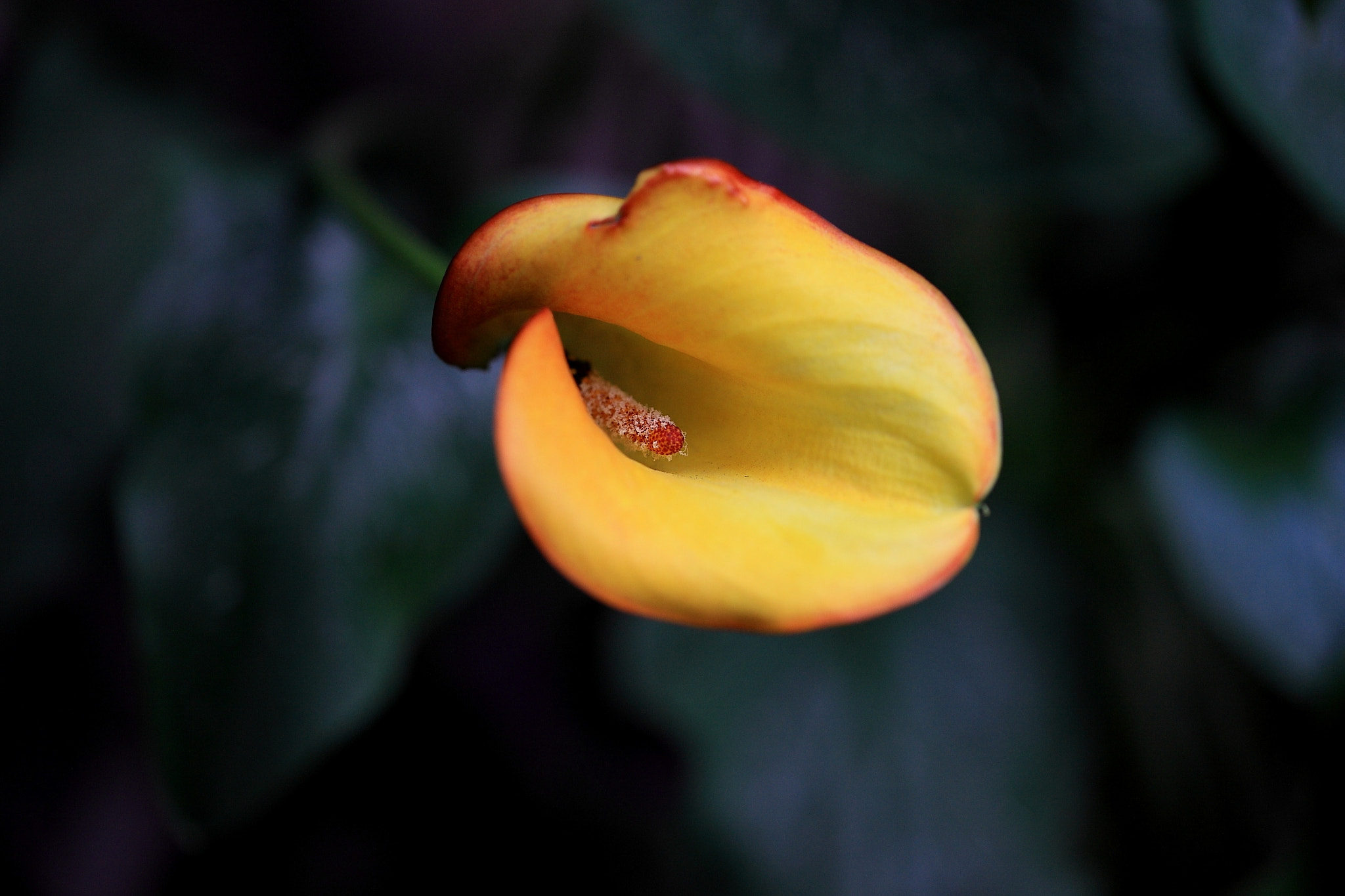 Canon EOS-1Ds Mark III sample photo. 海芋 photography
