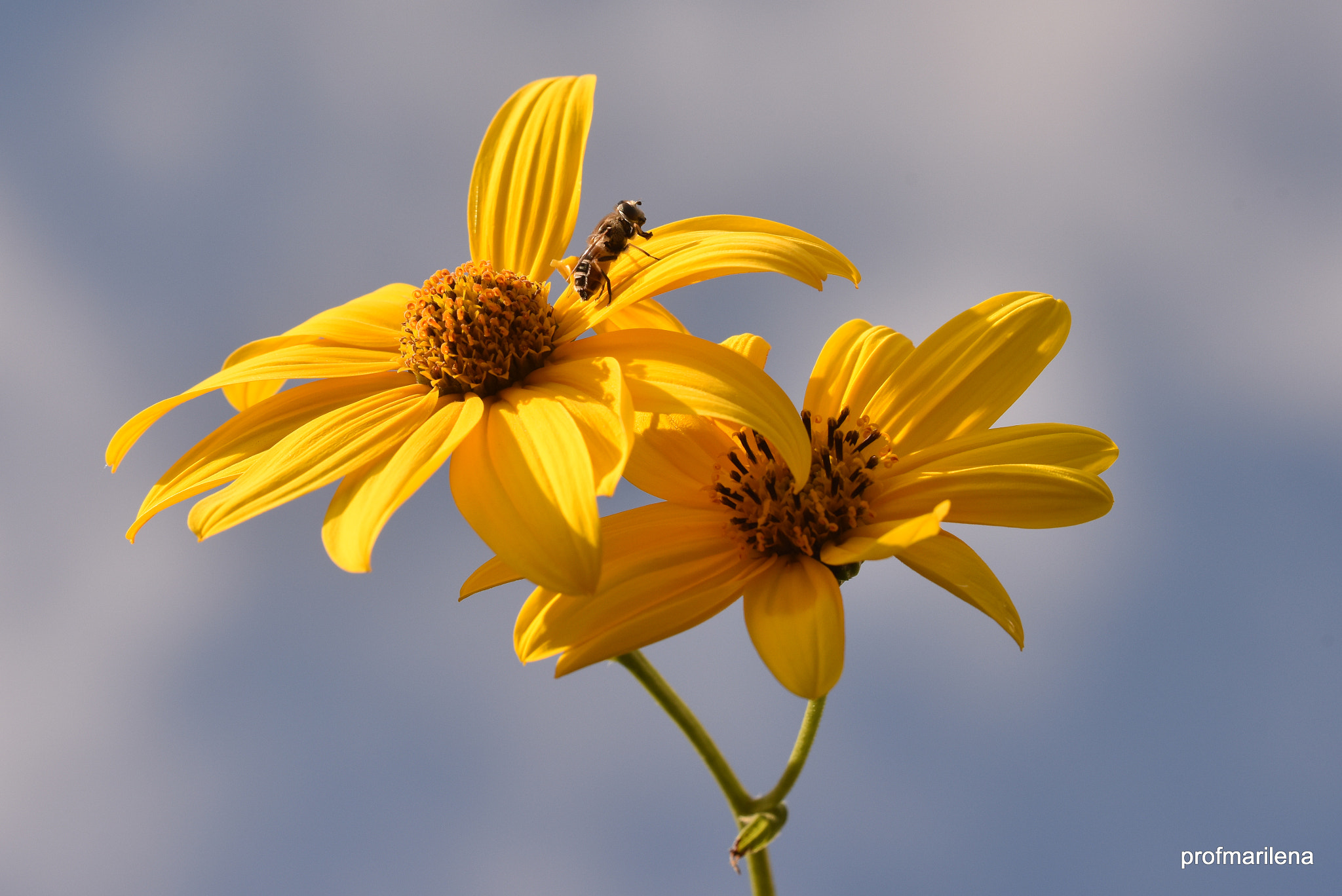 Nikon D810 sample photo. Yellow in my garden photography