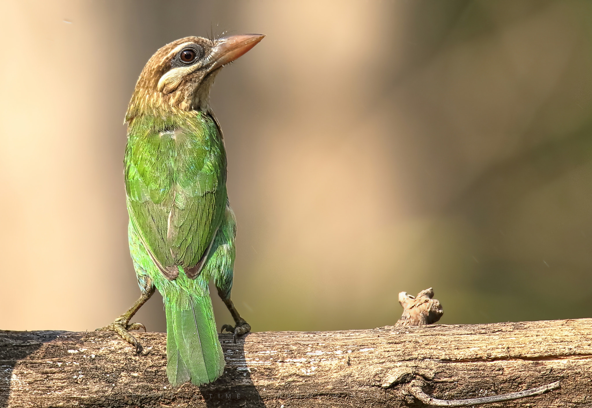 Canon EOS 7D Mark II sample photo. White cheeked barbet, photography
