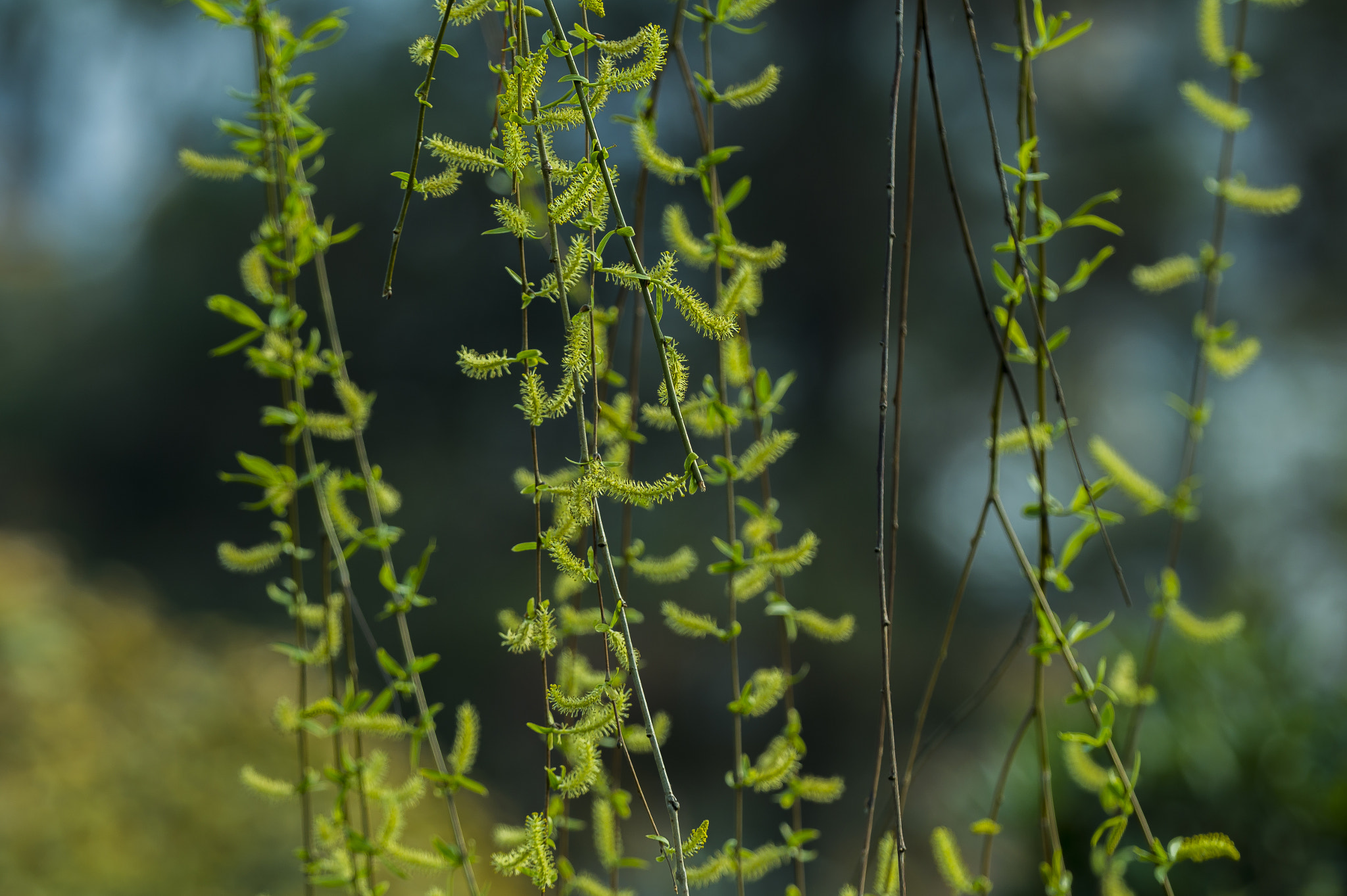 Canon EF 70-200mm F2.8L IS II USM sample photo