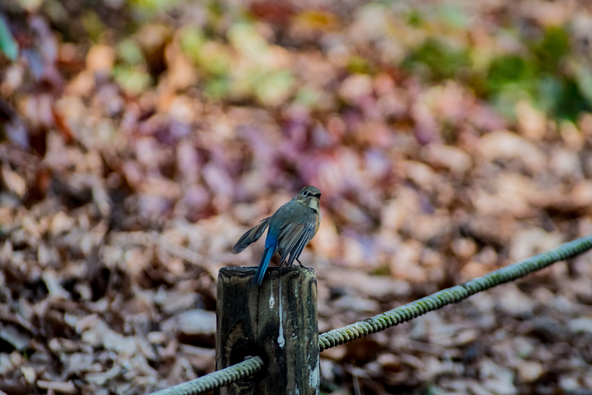 Pentax K-S2 + Sigma sample photo. Red-flanked bluetail photography