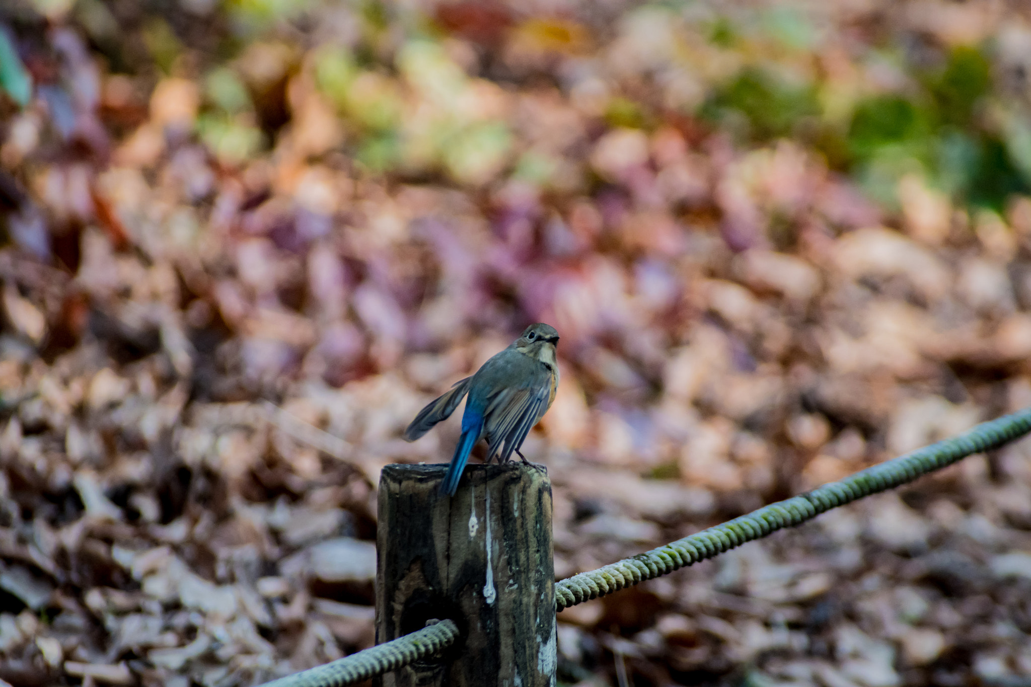 Pentax K-S2 sample photo. Red-flanked bluetail photography