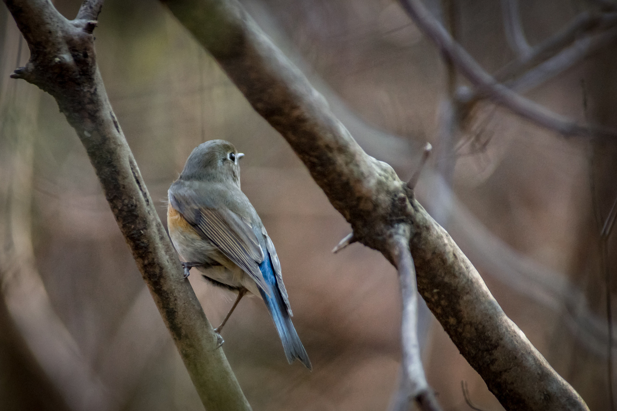 Pentax K-S2 + Sigma sample photo. Red-flanked bluetail photography