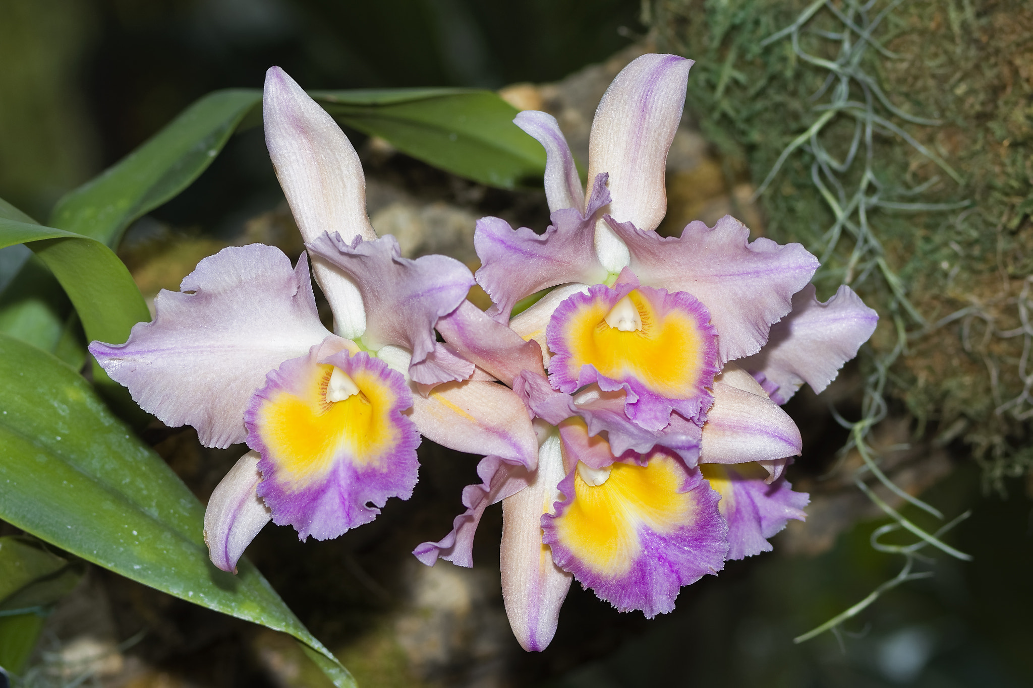 Nikon D7100 + Nikon AF-S Nikkor 17-35mm F2.8D ED-IF sample photo. Rhyncholaeliocattleya william ferrell photography