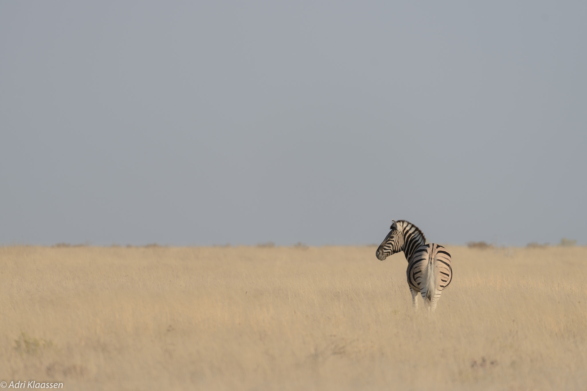 Nikon D800 sample photo. Lone zebra photography