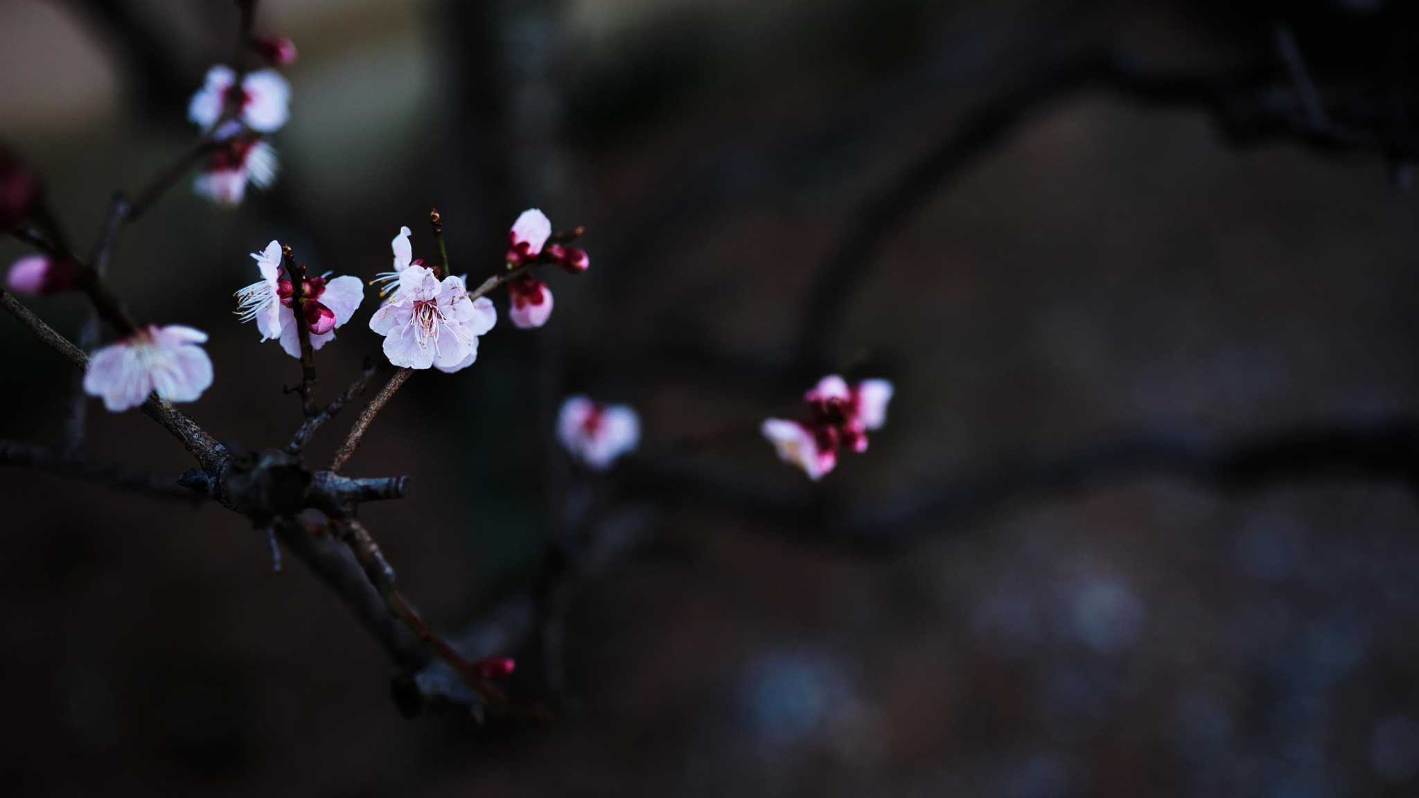 Sony a7S sample photo. Japanese apricot photography