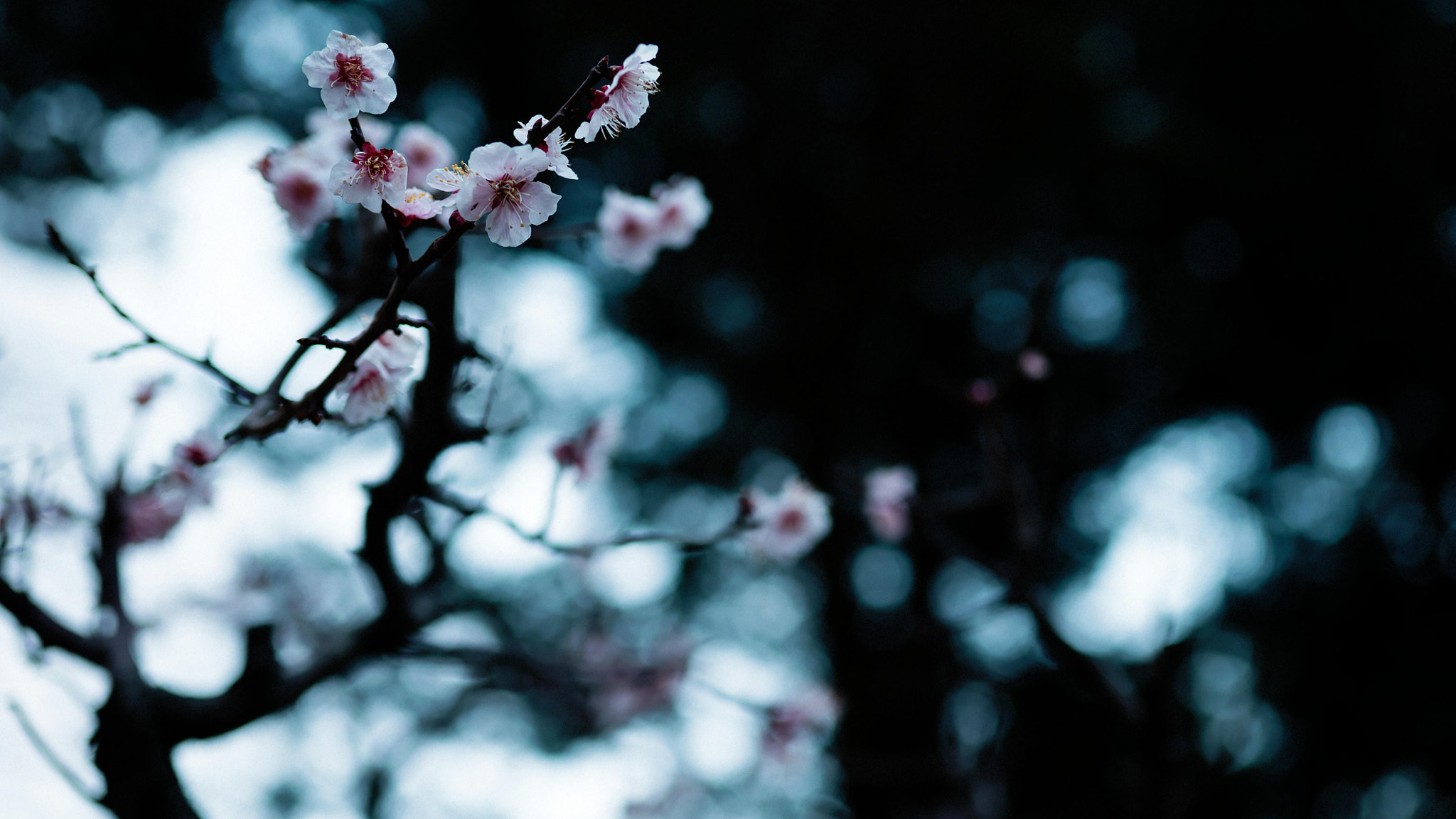 Sony a7S sample photo. Japanese apricot photography