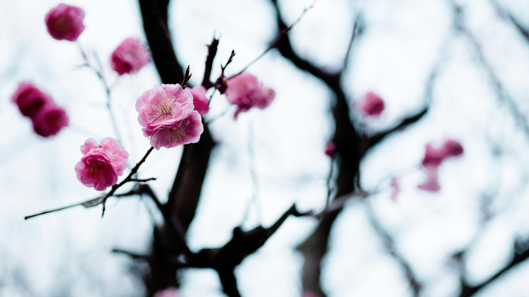 Sony a7S sample photo. Japanese apricot photography