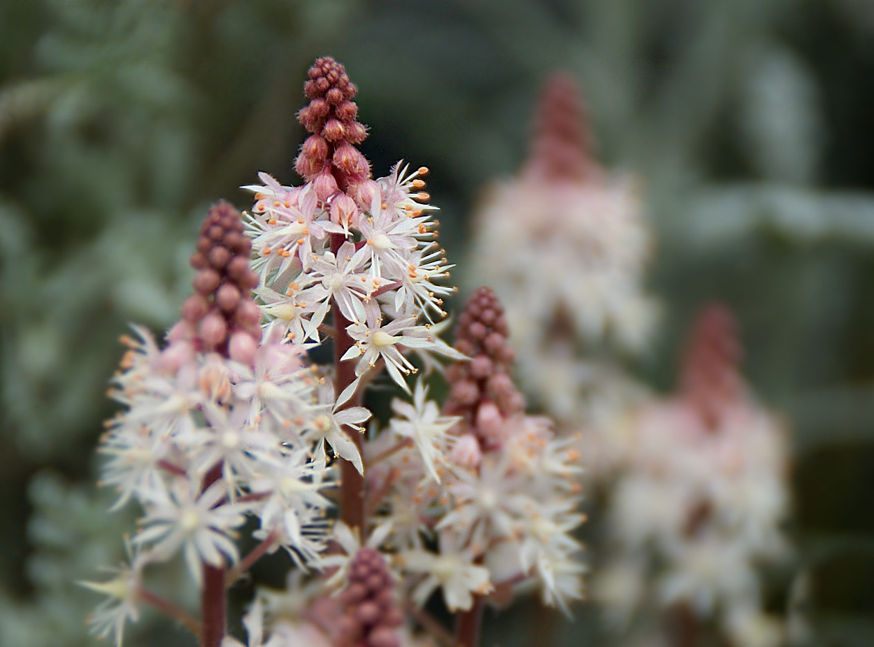 Sony DT 18-200mm F3.5-6.3 sample photo
