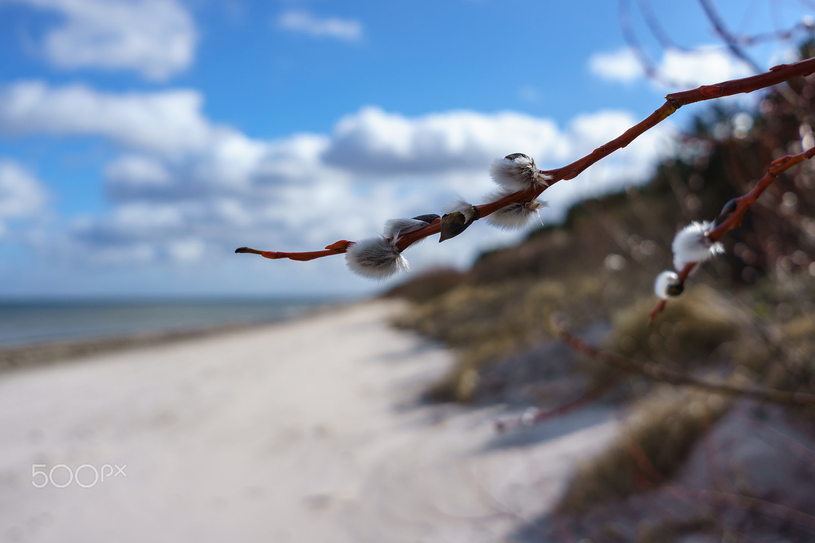 Sony E 20mm F2.8 sample photo. Early spring in jurmala photography