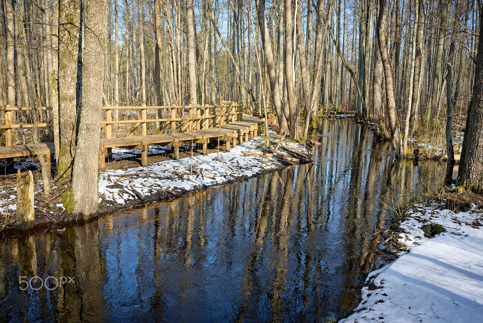 Nikon D810 sample photo. Early spring  wood photography