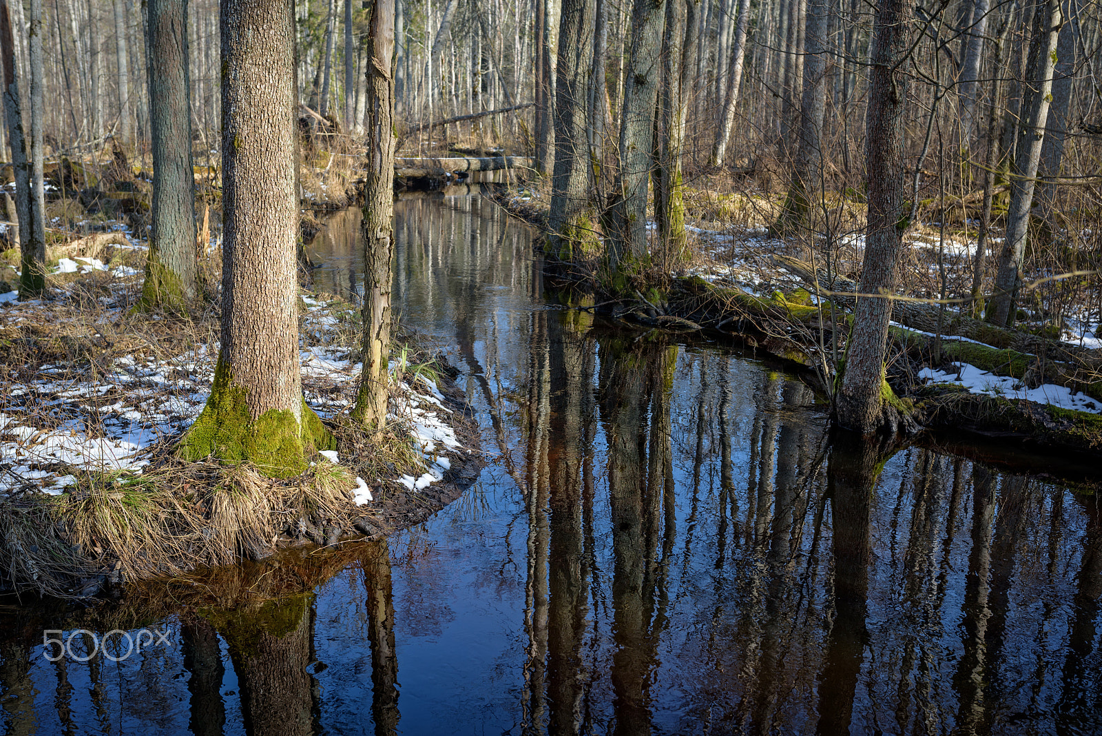 Nikon D810 + Sigma 35mm F1.4 DG HSM Art sample photo. Early spring  wood photography