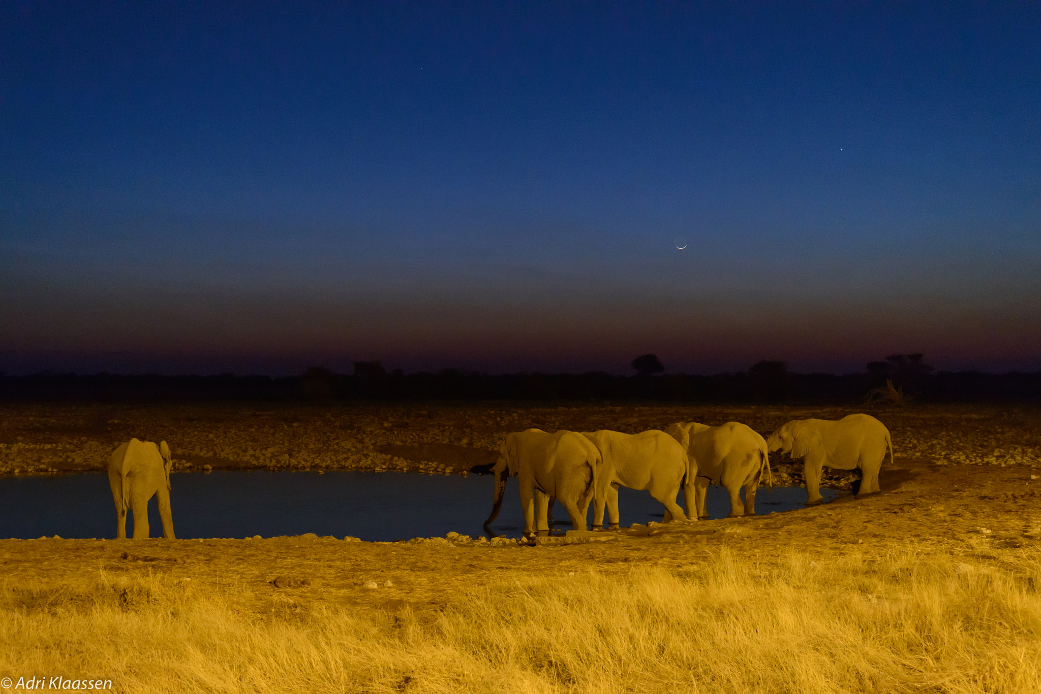Nikon D800 sample photo. Elephants in etosha photography