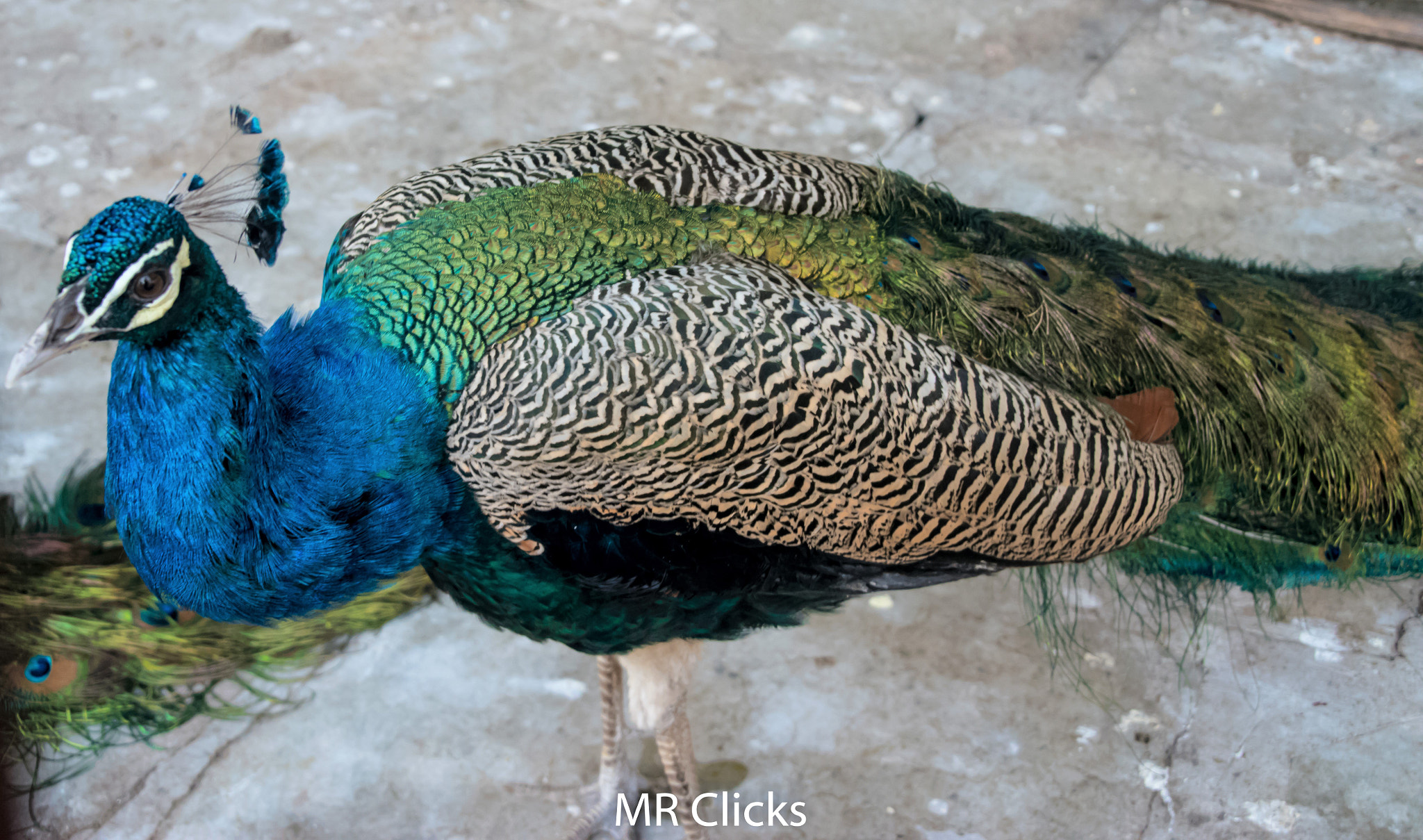 Nikon D5500 sample photo. Pea fowl photography