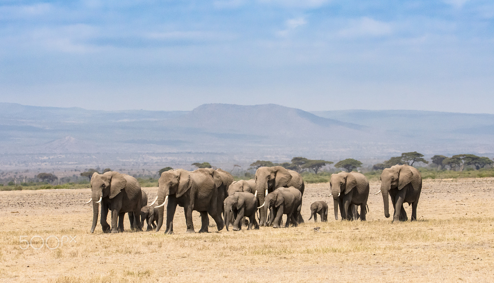 Nikon D7200 sample photo. Elephants photography