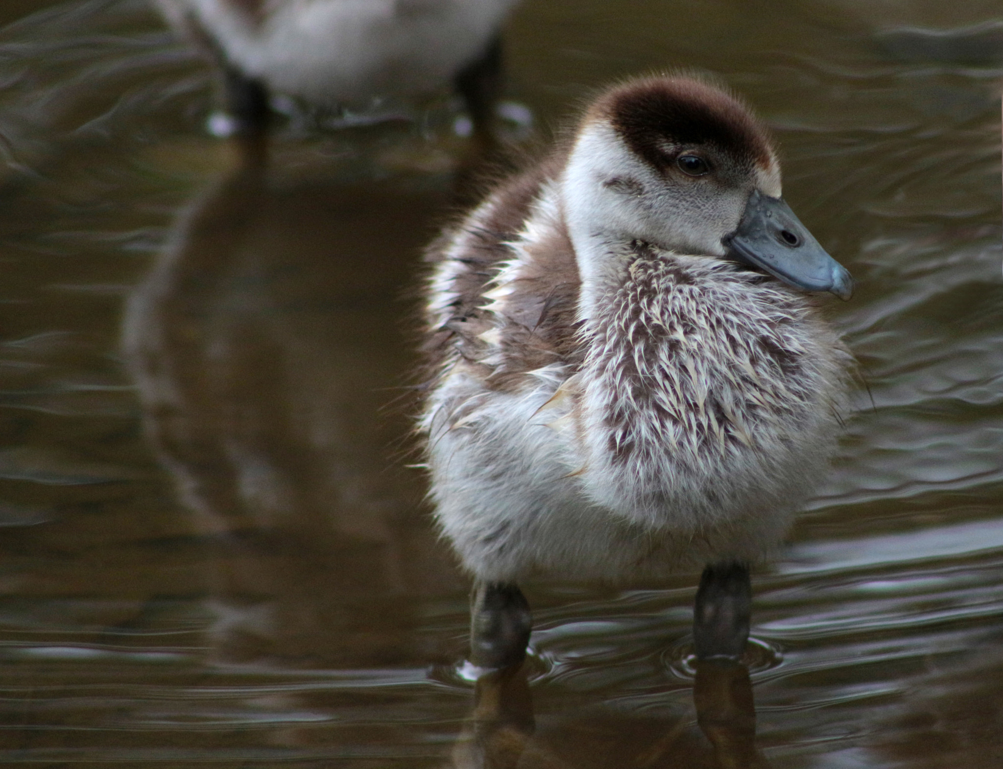 Canon EOS 700D (EOS Rebel T5i / EOS Kiss X7i) + EF75-300mm f/4-5.6 sample photo. One gosling photography