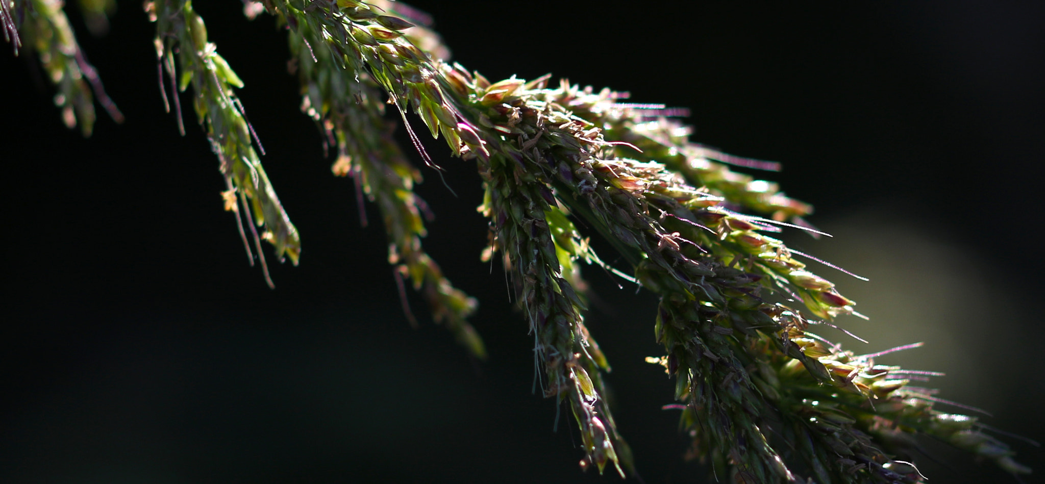 Sigma 105mm F2.8 EX DG OS HSM sample photo. Colourful grass photography