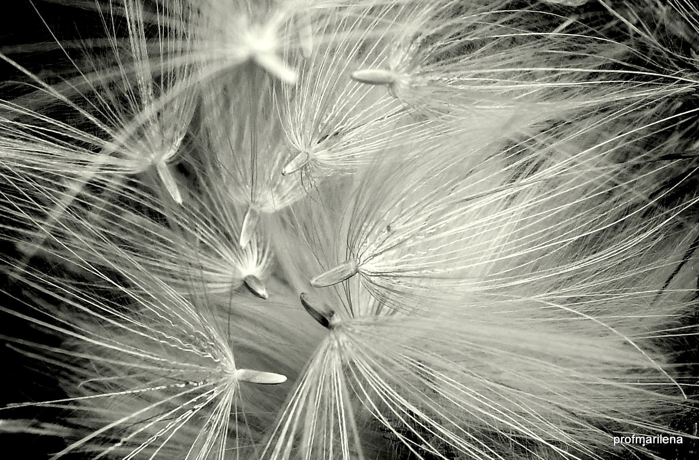 Sigma 150mm F2.8 EX DG OS Macro HSM sample photo. Seeds photography