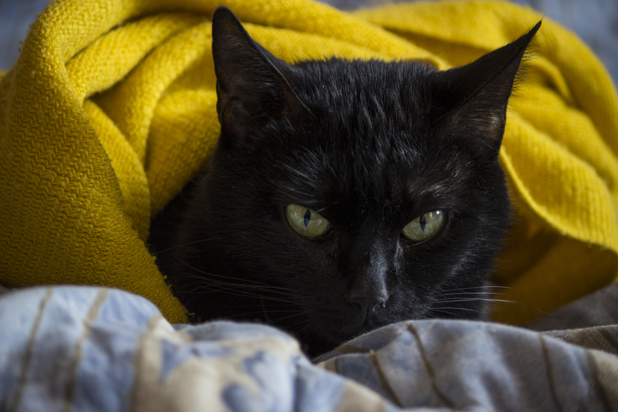 Canon EF-S 55-250mm F4-5.6 IS II sample photo. Elvis photography