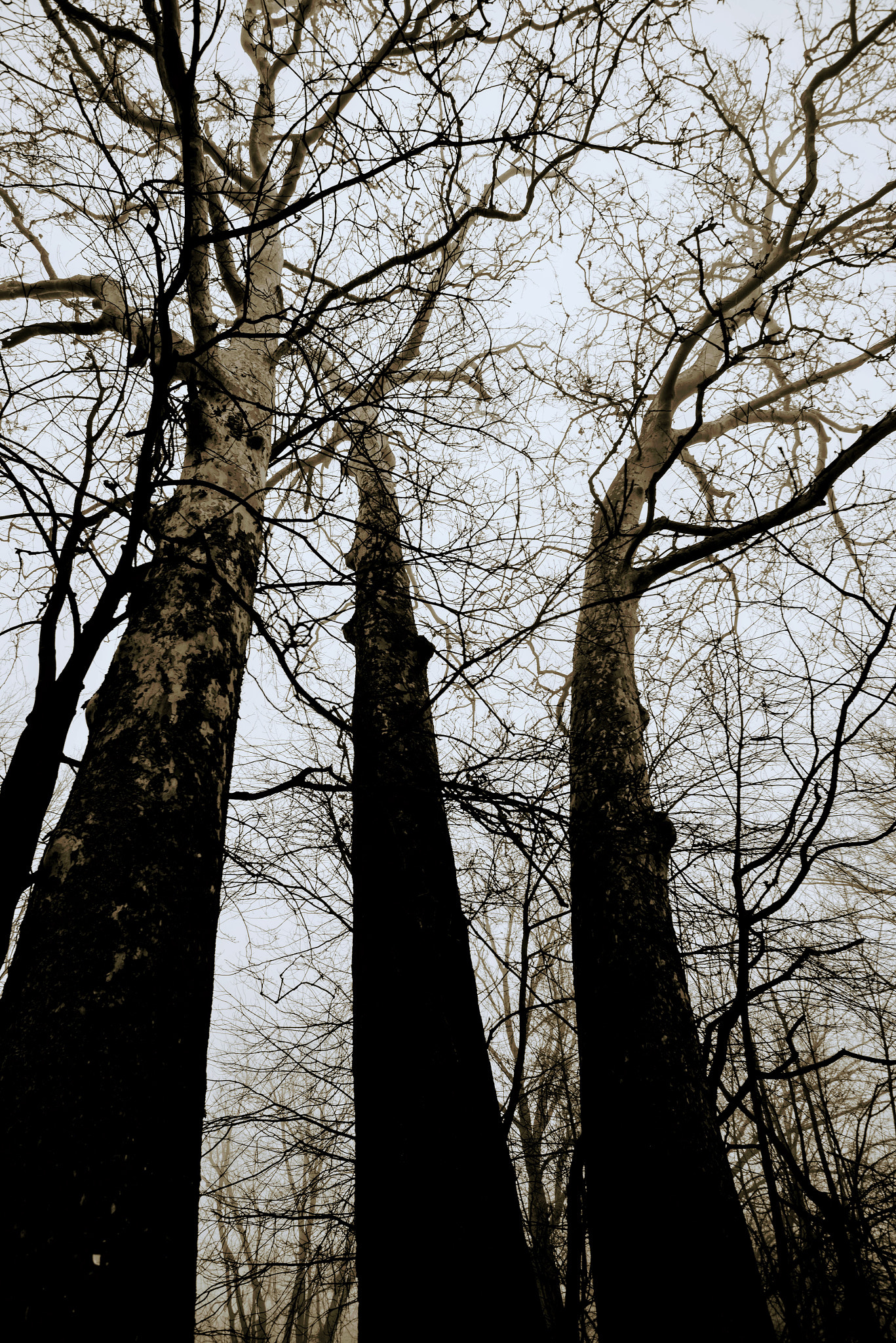 Nikon AF-S Nikkor 18-35mm F3.5-4.5G ED sample photo. Old yet standing tall photography