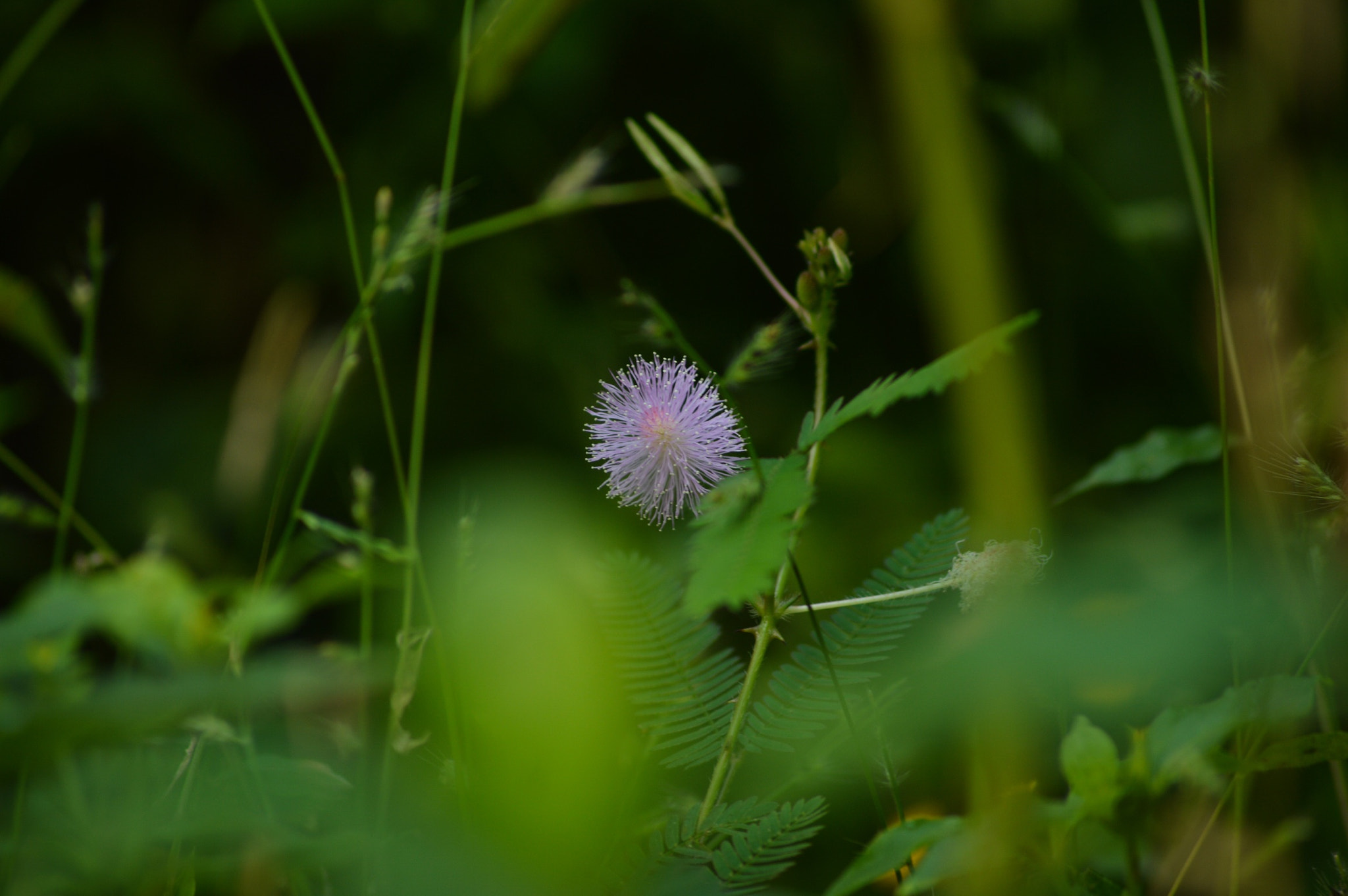 Sigma 70-300mm F4-5.6 APO DG Macro sample photo