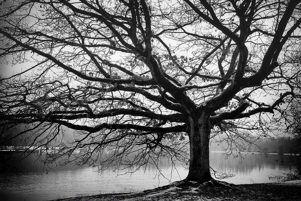 Panasonic Lumix DMC-G1 sample photo. The old tree photography