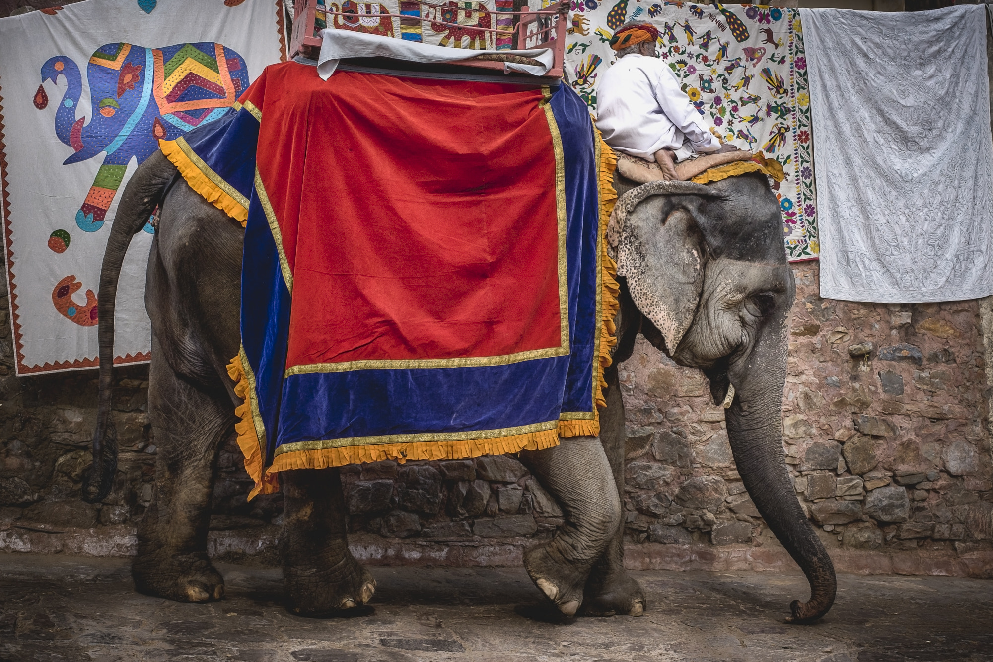 Nikon D810 + Nikon AF-S Nikkor 50mm F1.8G sample photo. Elephant photography