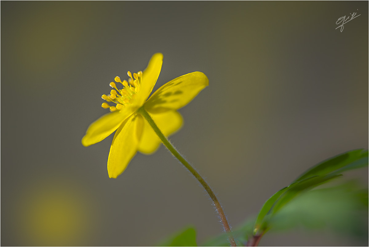 Nikon D610 sample photo. Anemone ranunculoides photography