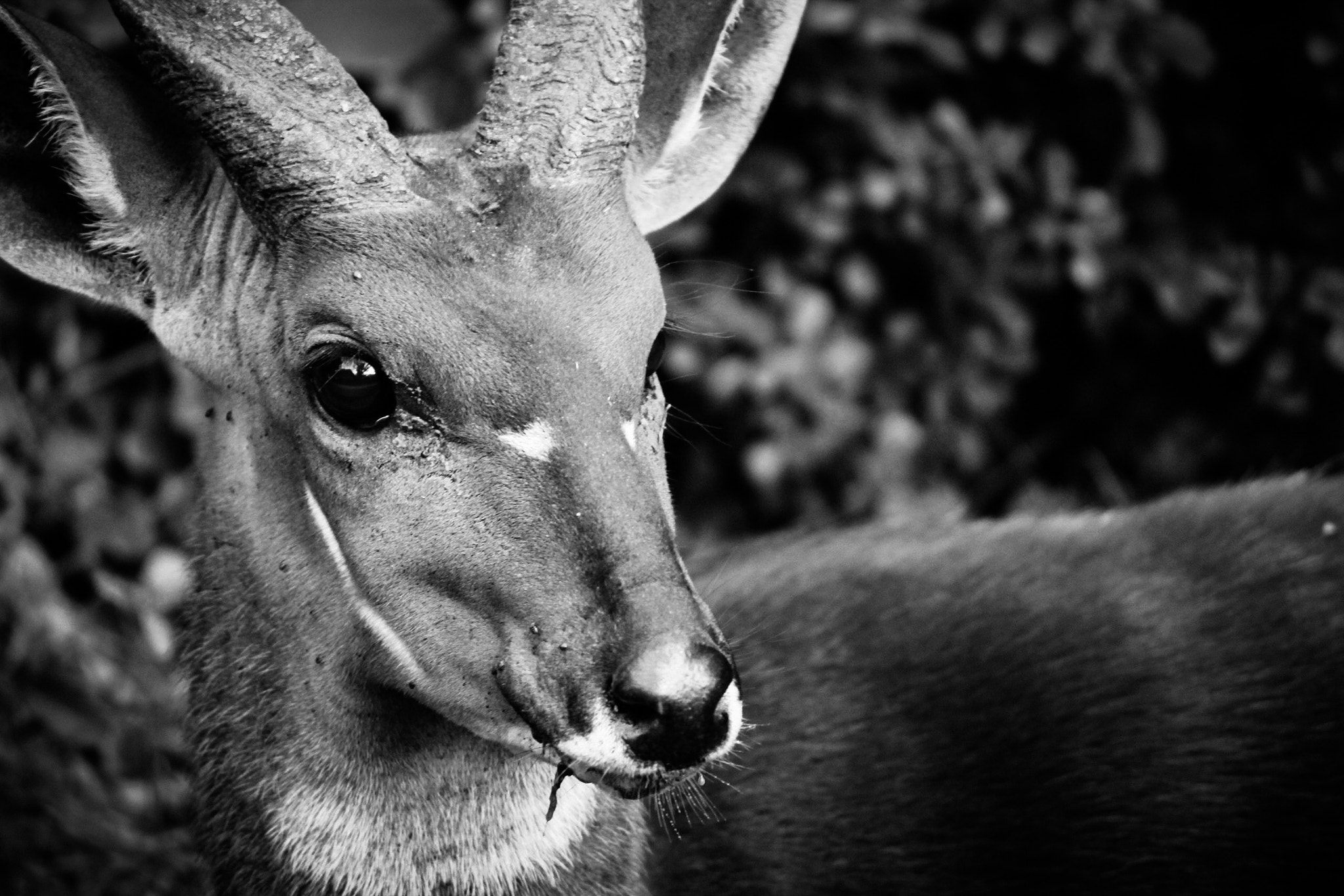 Canon EF-S 55-250mm F4-5.6 IS sample photo. Waterbuck close up photography
