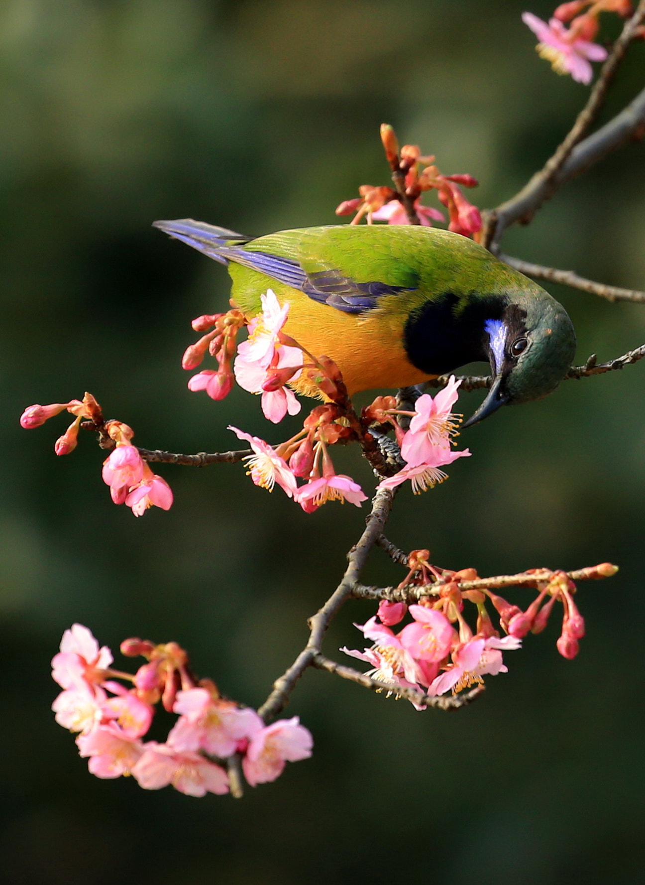Canon EOS-1D X sample photo