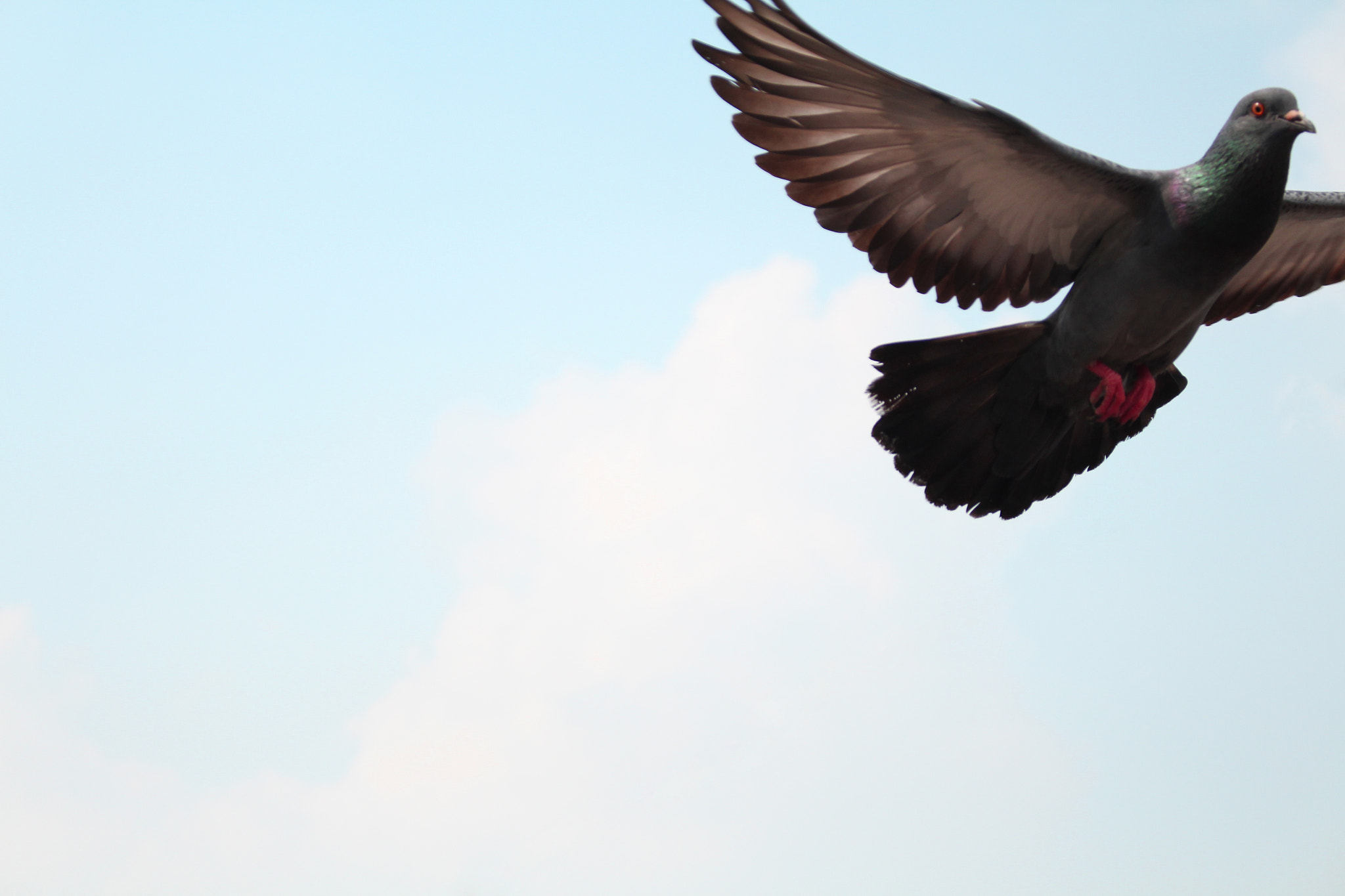 Canon EOS 700D (EOS Rebel T5i / EOS Kiss X7i) sample photo. Freedom. photography