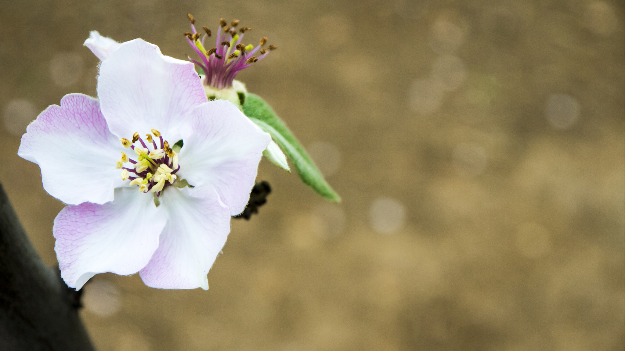 Panasonic Lumix DMC-GF3 + Panasonic Lumix G Vario 14-42mm F3.5-5.6 ASPH OIS sample photo. Hot flower photography