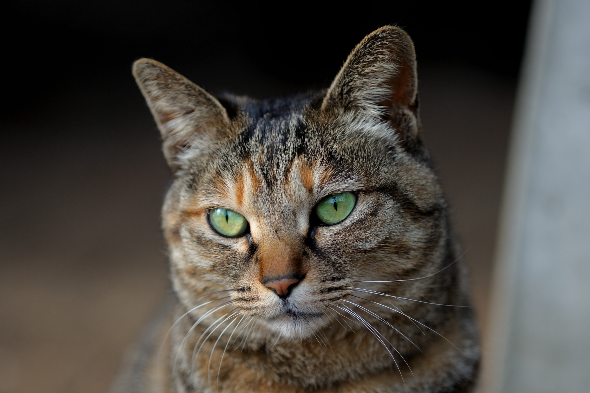Nikon D3 sample photo. Cat photography