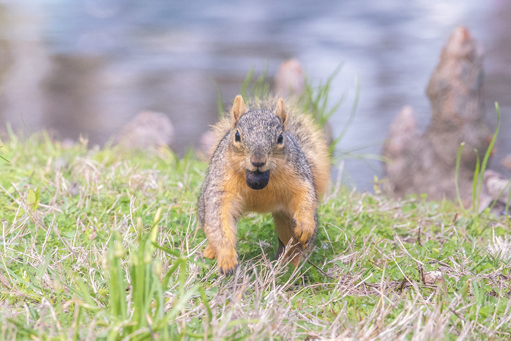Nikon D810 sample photo. Happy squirrel photography