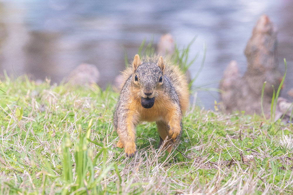 Nikon AF-S Nikkor 200-500mm F5.6E ED VR sample photo. Happy squirrel photography
