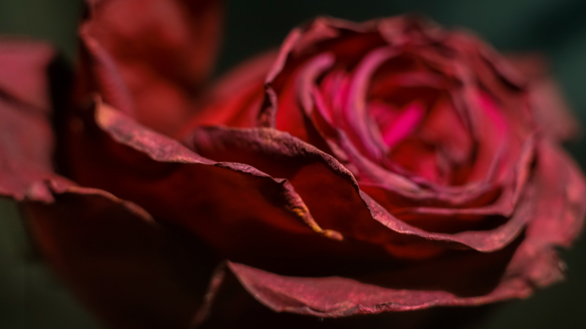 Sony a7 sample photo. If we could stop roses from dying photography