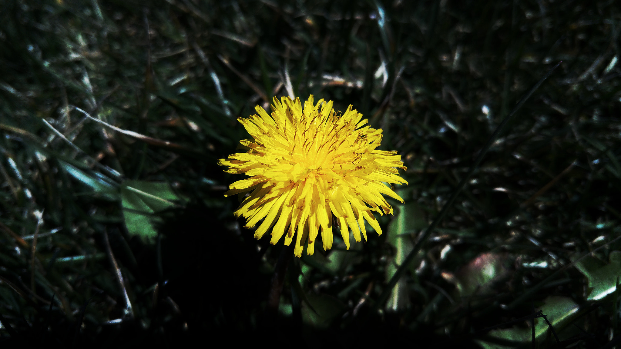 LG H815TR sample photo. Flower photography