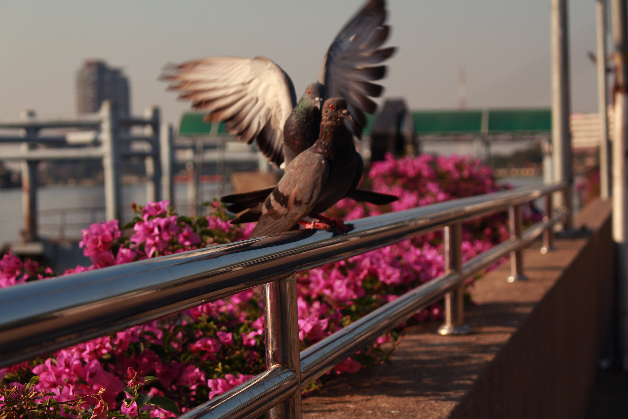 Canon EOS 700D (EOS Rebel T5i / EOS Kiss X7i) sample photo. Love photography