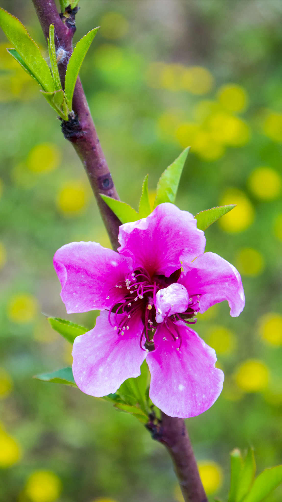 Panasonic Lumix DMC-GF3 + Panasonic Lumix G Vario 14-42mm F3.5-5.6 ASPH OIS sample photo. Pink beauty photography