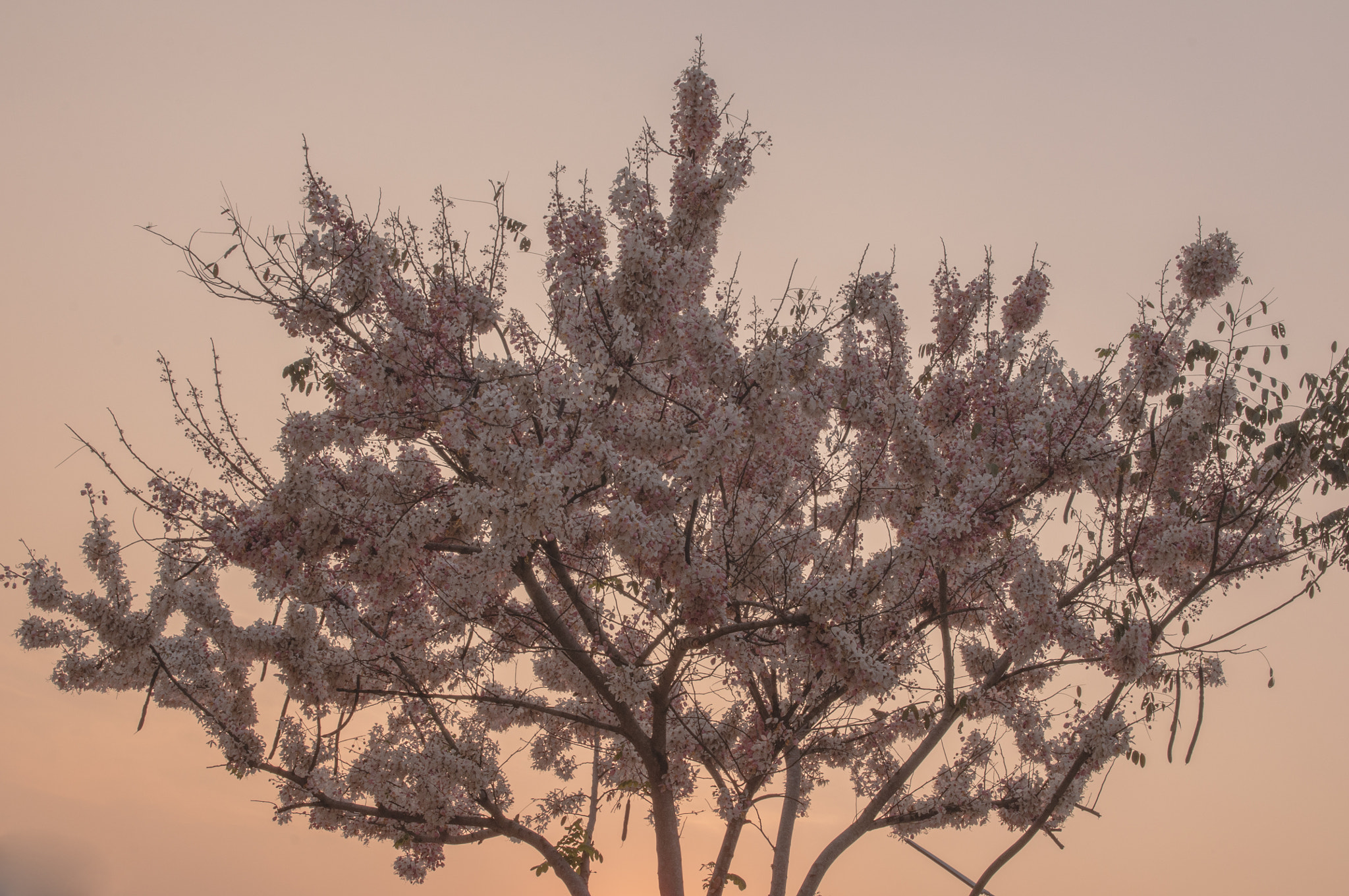 Nikon AF-S Nikkor 24-70mm F2.8G ED sample photo. Thailand sakura photography