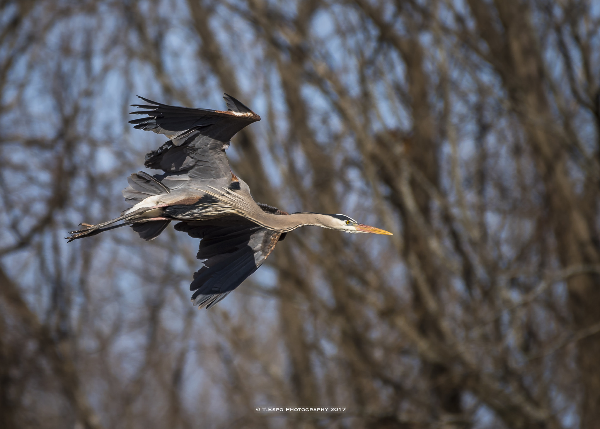 Nikon AF-S Nikkor 200-500mm F5.6E ED VR sample photo. Jurassic airlines photography