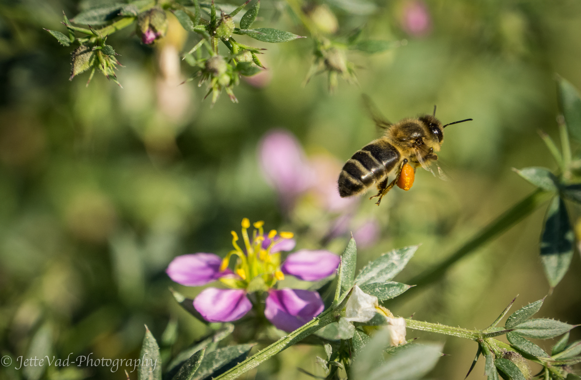 Sony E 18-200mm F3.5-6.3 OSS sample photo. Bee photography