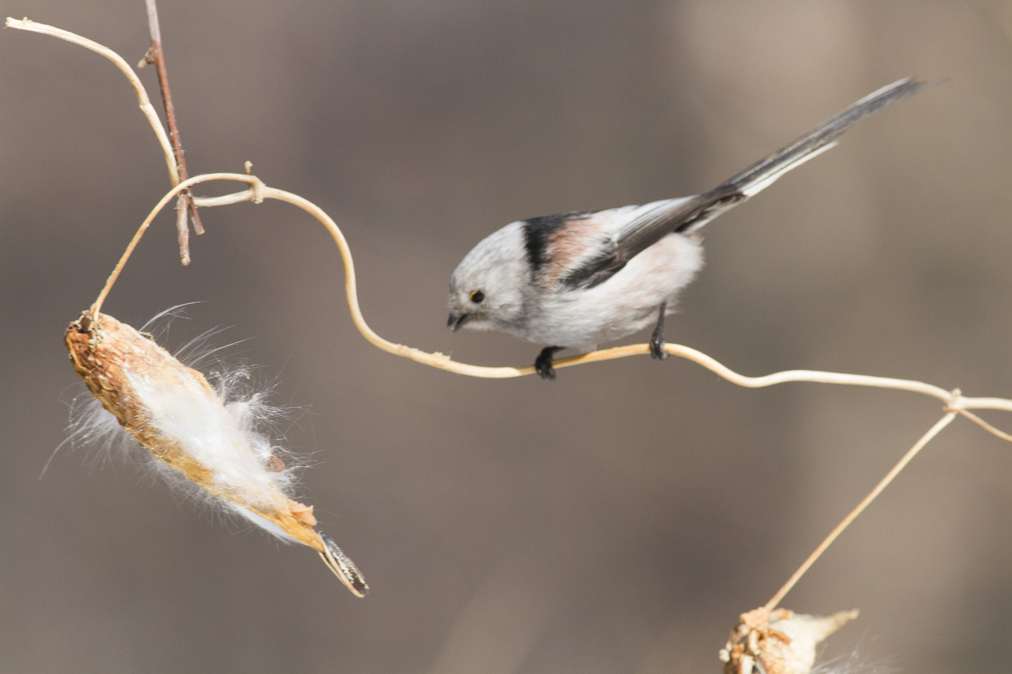 Canon EOS 7D + Canon EF 400mm F5.6L USM sample photo. Aegithalos caudatus银喉长尾山雀 photography