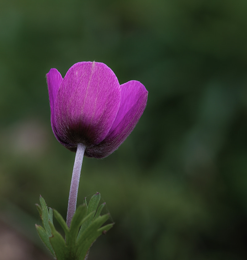 Pentax K20D sample photo. Anemone photography