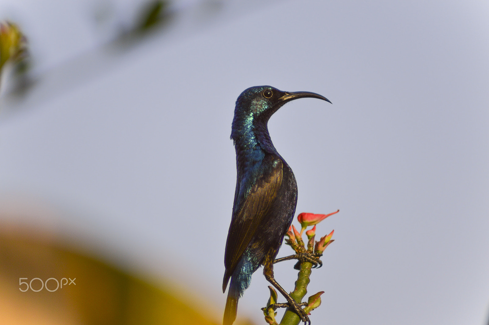 Nikon D3200 sample photo. A purple sunbird ready for nectar-feed photography