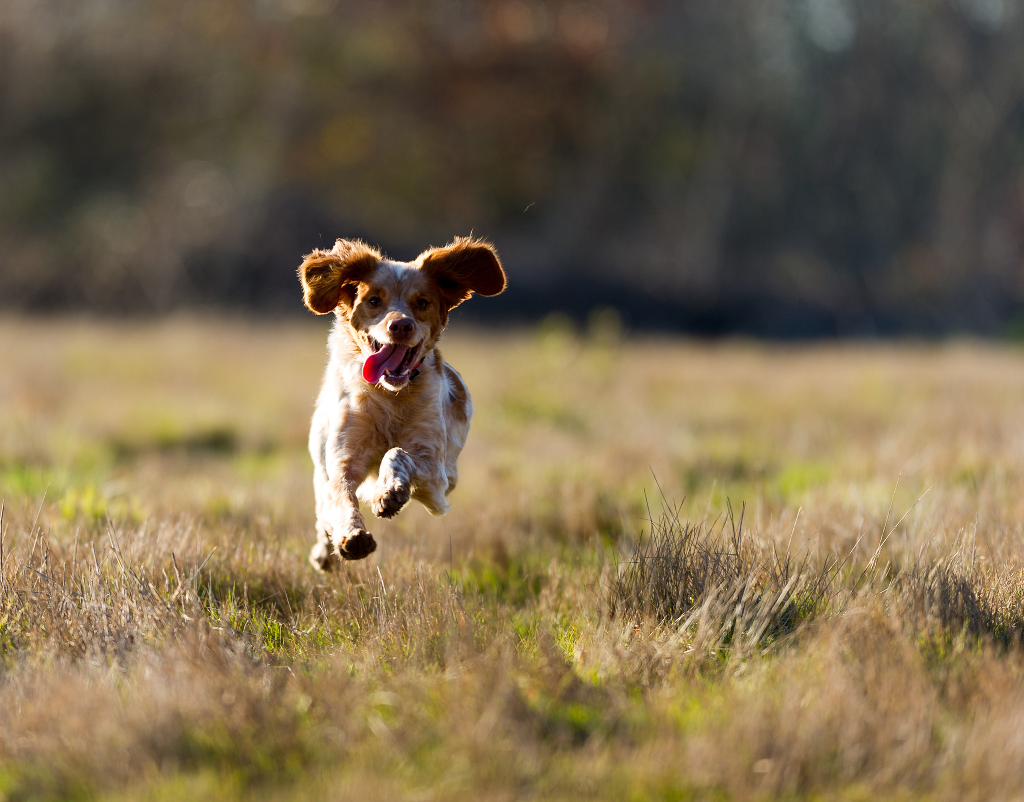 Nikon D3S + Nikon AF-S Nikkor 200mm F2G ED-IF VR sample photo. Dog jumping photography