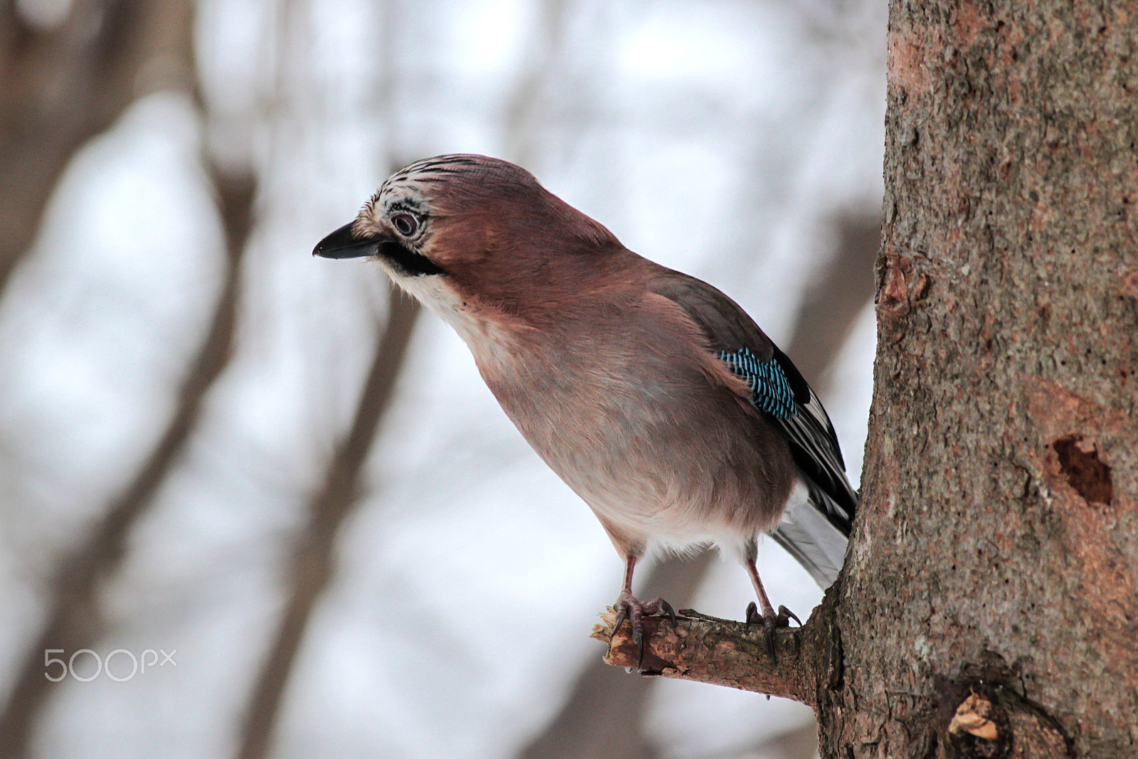 Canon EOS 7D + Canon EF 400mm F5.6L USM sample photo. Eurasian jay photography