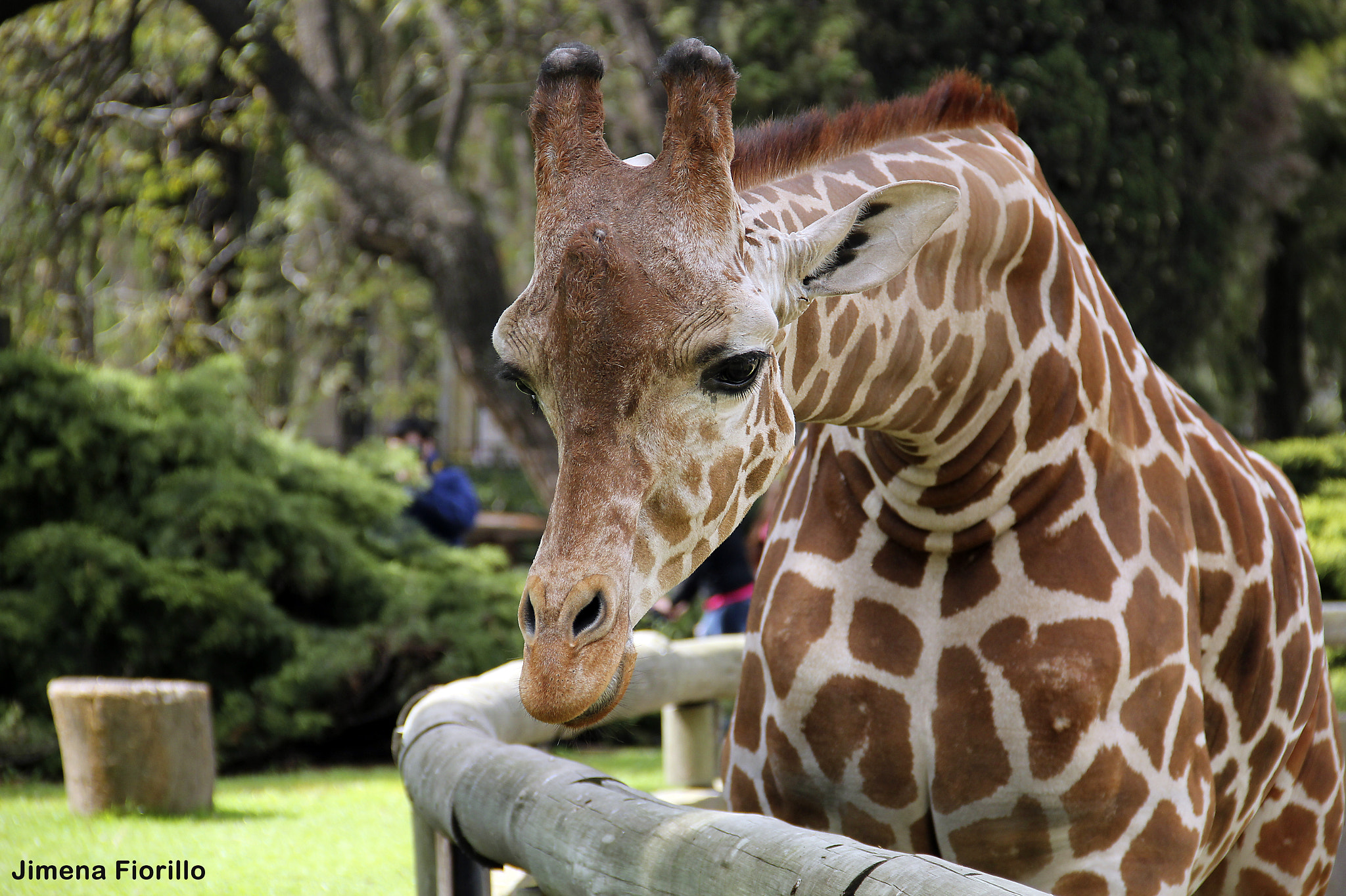 Canon EOS 550D (EOS Rebel T2i / EOS Kiss X4) sample photo. Ex zoo porteÑo- ciudad autÓnoma de buenos aires photography